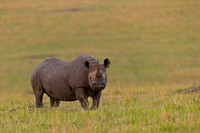 Black Rhinoceros