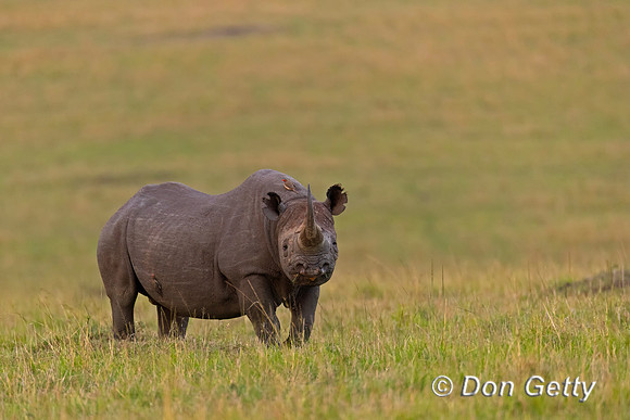 Black Rhinoceros