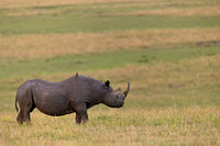 Black Rhinoceros