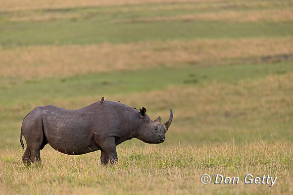 Black Rhinoceros