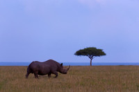 Black Rhinoceros