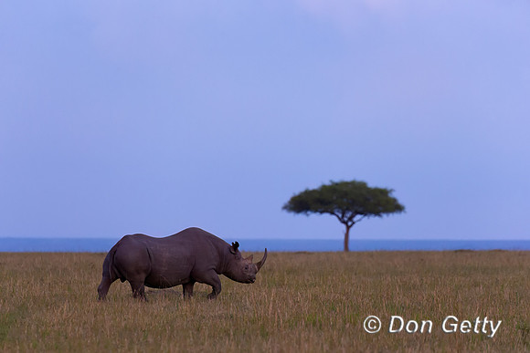 Black Rhinoceros
