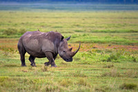 White Rhinoceros