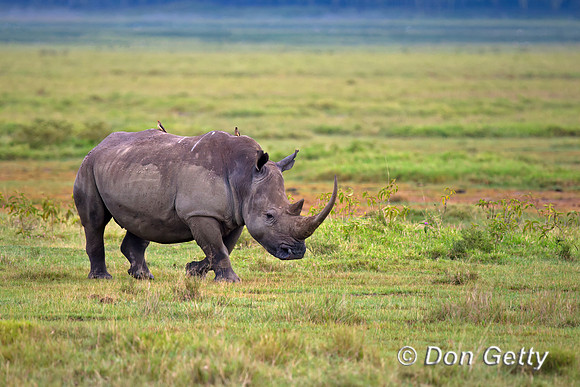 White Rhinoceros