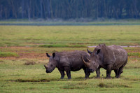 White Rhinoceros