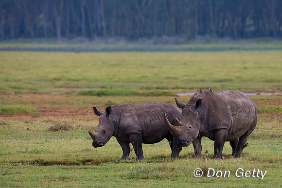 White Rhinoceros
