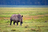 White Rhinoceros