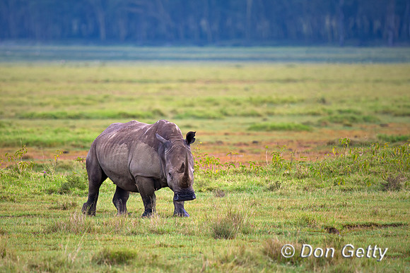 White Rhinoceros
