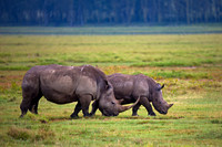 White Rhinoceros