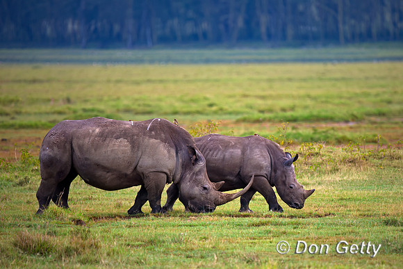 White Rhinoceros