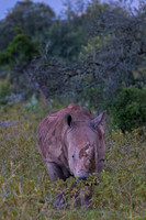 White Rhinoceros