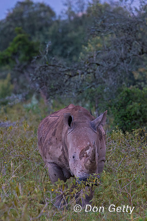 White Rhinoceros