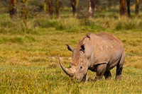 White Rhinoceros