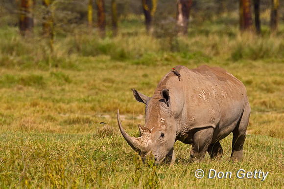 White Rhinoceros