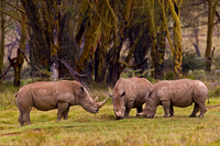 White Rhinoceros