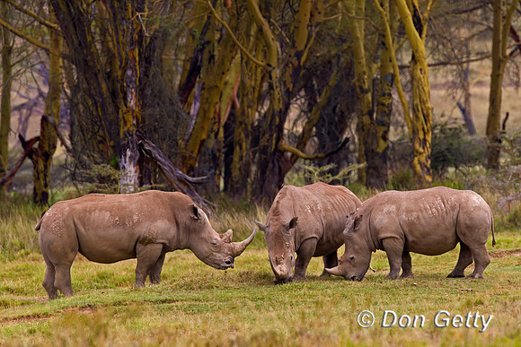 White Rhinoceros