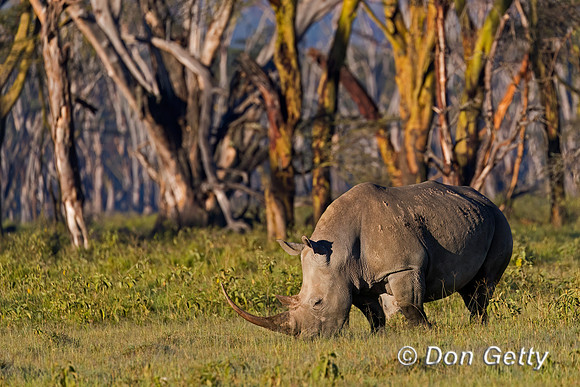 White Rhinoceros