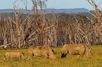 White Rhinoceros