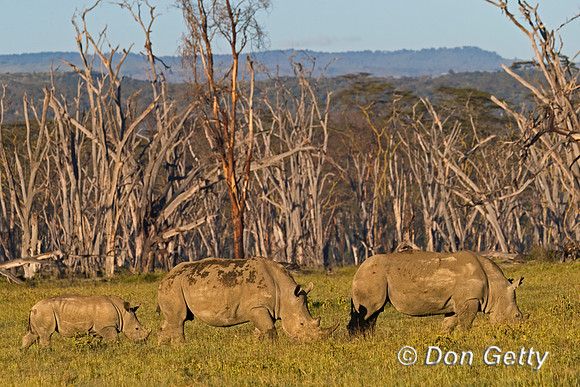 White Rhinoceros