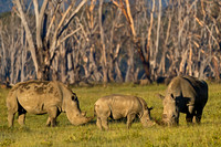 White Rhinoceros