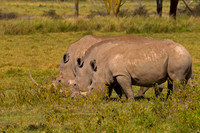 White Rhinoceros