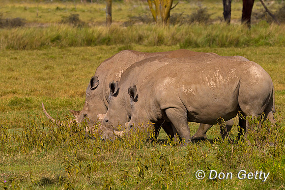 White Rhinoceros