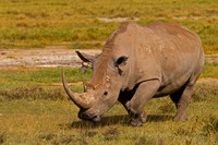 White Rhinoceros