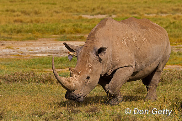 White Rhinoceros
