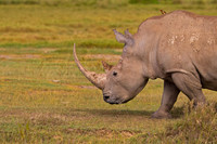 White Rhinoceros