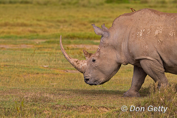 White Rhinoceros