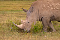 White Rhinoceros