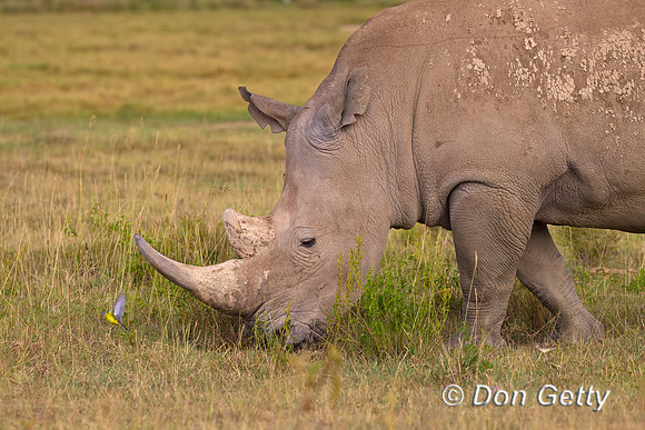 White Rhinoceros