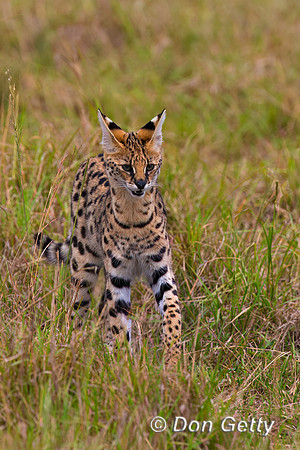Serval