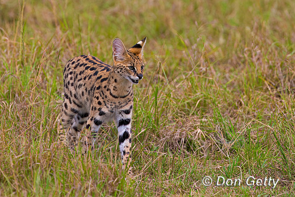 Serval