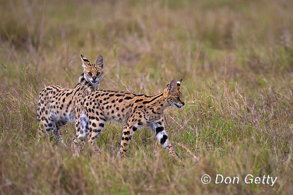 Serval