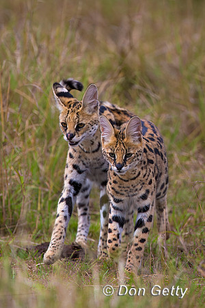 Serval