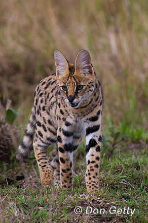 Serval