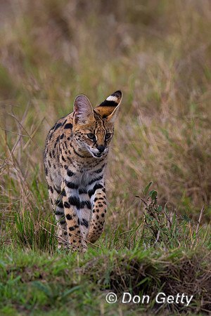 Serval