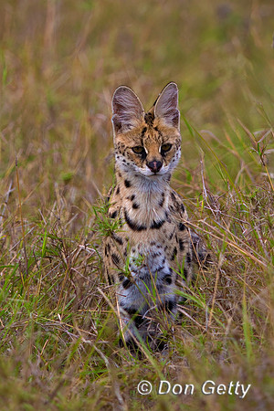 Serval