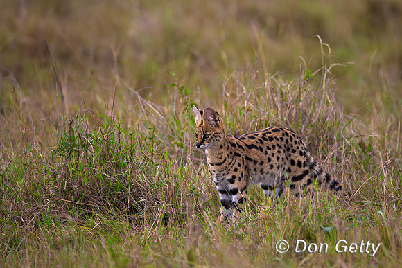 Serval