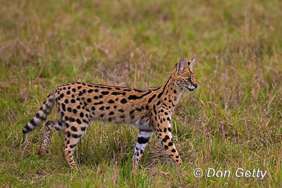 Serval