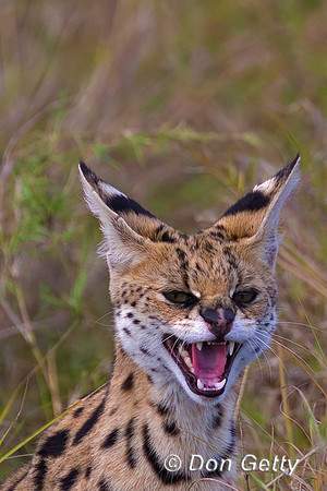 Serval