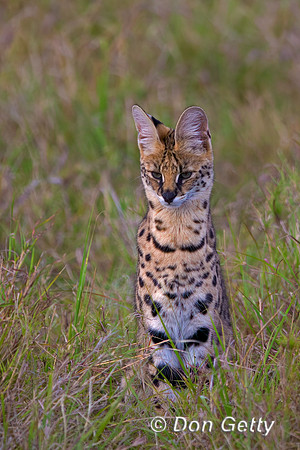 Serval