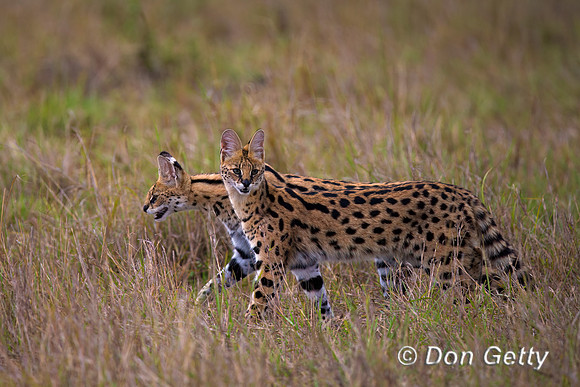 Serval