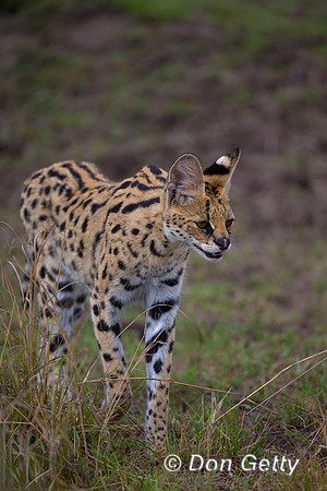 Serval