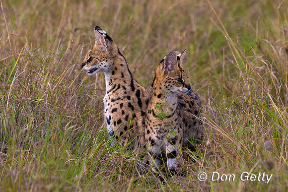 Serval