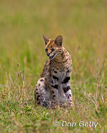 Serval