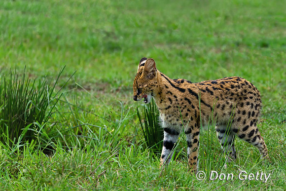 Serval