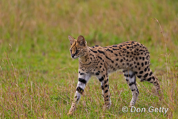 Serval