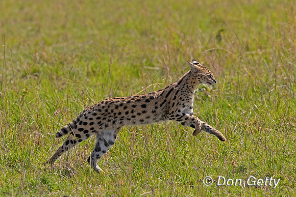 Serval